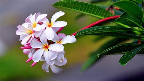 Tropical Flowers Wallpapers Top Free Tropical Flowers Backgrounds