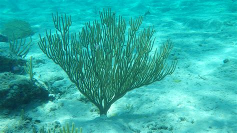 Underwater Plants Sv Stella Blue