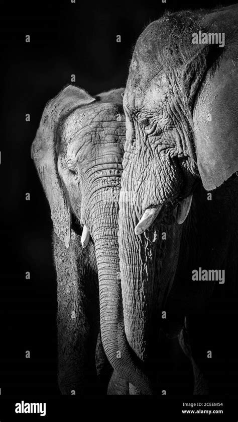 African Elephant Touching Black And White Stock Photos And Images Alamy
