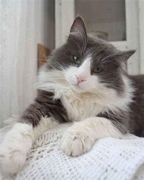 Beautiful Gray And White Cat Who Could Deny That Face Anything White