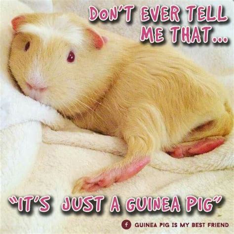 Pin On Guinea Pig Quotes