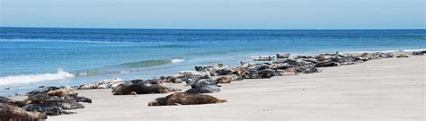 Wohl kaum eine jahreszeit eignet sich so perfekt dazu wie der winter. Sonnen, Baden und Robben sehen | Helgoland Düne - Sonnen ...