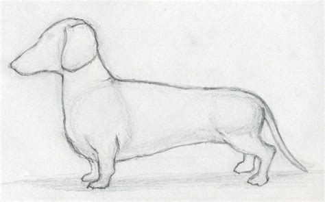 How To Draw A Dog In Few Simple And Easy To Follow Steps