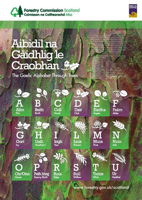 The Scottish Gaelic Alphabet Trees Traditionally Each Letter Of The Scottish Gaelic Alphabet