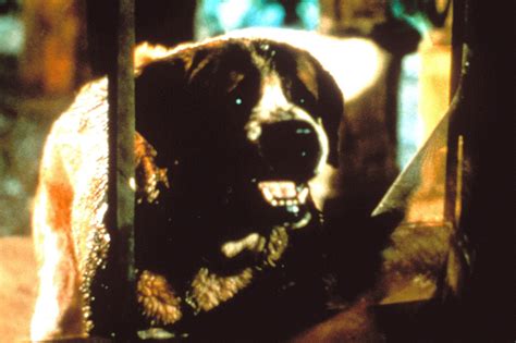 How Marley Cujo And Other Movie Dogs Gave Oscar Worthy Performances