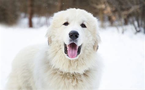 How Much Does A Great Pyrenees Cost Its Dog Or Nothing
