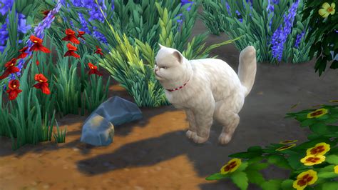How To Get Cat To Use Litter Box Sims 4 Cat Lovster