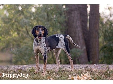 English coonhound puppies for sale english coonhound dogs for adoption english coonhound breeders. American English Coonhound Puppies For Sale In Oregon OR - Purebred American English Coonhounds ...