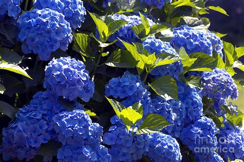 Mophead Hydrangeas Dry Brushed Photograph By Sharon Talson Fine Art