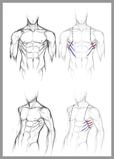 Index of courses cse460 00sp final referencegeneral anatomy. Best 25+ Names of muscles ideas on Pinterest | Human body name, Nursing student tips and Nursing ...
