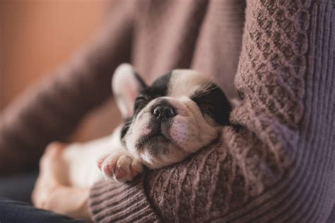 Free Images Puppy Animal Cute Canine Pet Sleep Vertebrate