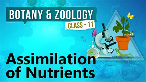 Assimilation Of Nutrients Human Digestive System Biology Class 11