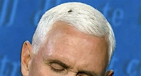 fly lands on pence s head during debate causing internet buzz kvia