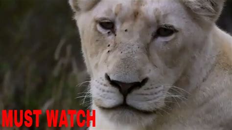 Lion Documentary Nat Geo 2020 National Geographic Wild Documentary Nat