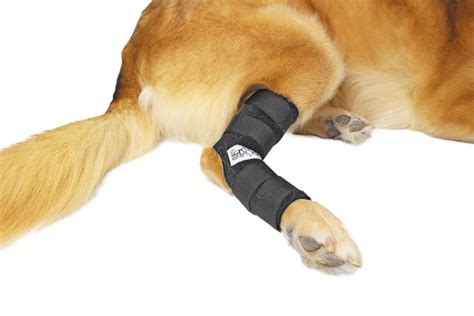 Walkin Hock Hugger Dog Brace Extended Hock Joint Support For Dogs