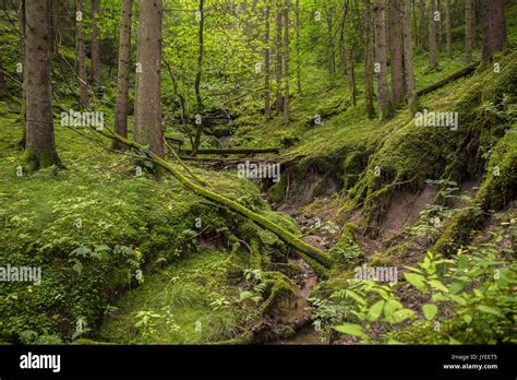Deep Inside The Forest A Stream Comes Down Stock Photo Alamy