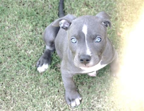 Blue Nose Pitbull Puppy Pit Bulls Pinterest