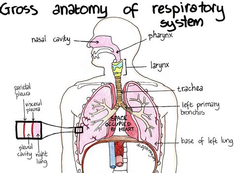 Parts Of The Respiratory System Diagram Images And Photos Finder