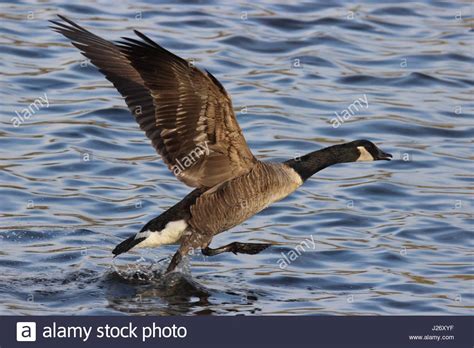 Branta Cansdensis Hi Res Stock Photography And Images Alamy