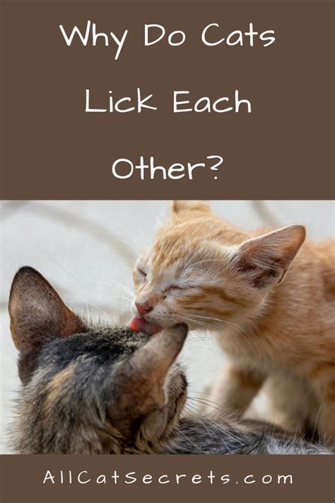 Why Do Cats Lick Each Other Here Are All The Possible Reasons Cats Cat Behavior Cats And