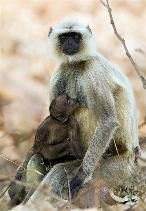Langur Monkey Photograph By John Devriesscience Photo Library