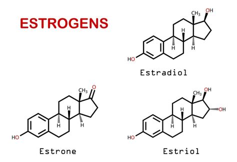Hormone Estrogen Và Testosterone Có Vai Trò Gì Trong Cơ Thể Nữ Giới Nhà Thuốc Fpt Long Châu