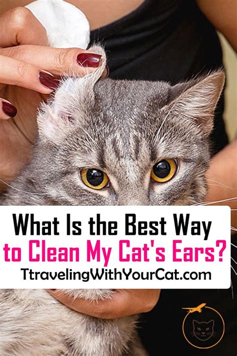 What Is The Best Way To Clean My Cats Ears Clean Cat Ears Cat Ears Cat Care