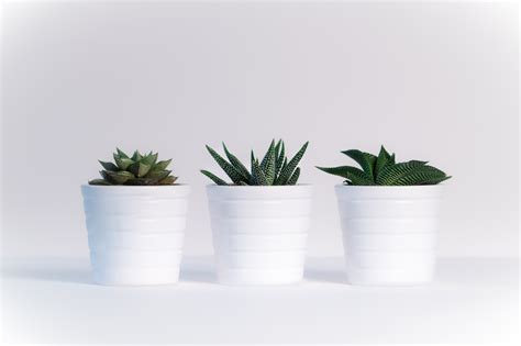 Small Plants In White Pots Wallpaperhd Flowers Wallpapers4k