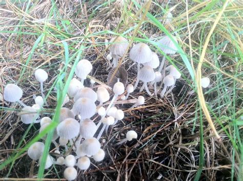 Michigan Psilocybin Mushrooms All Mushroom Info