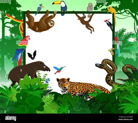 Jaguar Amazon Rainforest Stock Vector Images Alamy