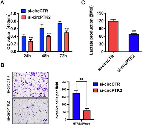 silence of circptk2 inhibits htr8 svneo cells proliferation invasion download scientific