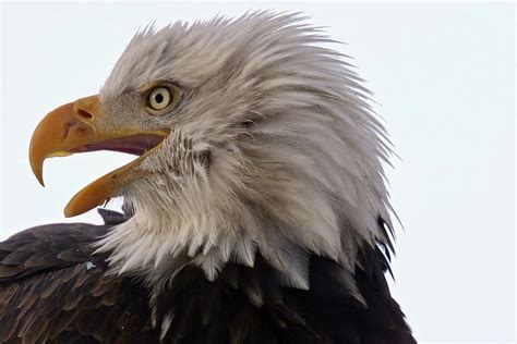 Bald Eagle Headshot Photograph By Dennis Pappas Pixels