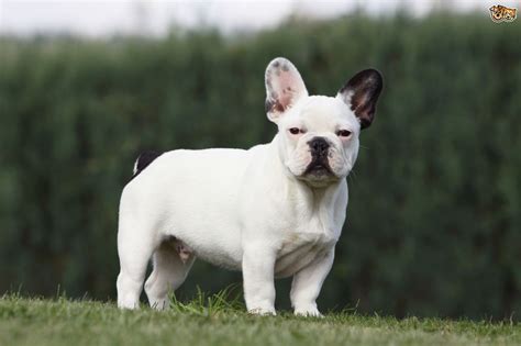 The french bulldog or the frenchie as it is affectionately known is a muscular small to medium sized dog. French Bulldog Dog Breed Information, Buying Advice ...