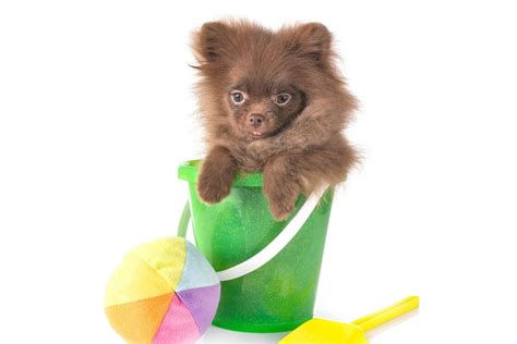 What Is A Chocolate Pomeranian Brown Pom Info All About Poms