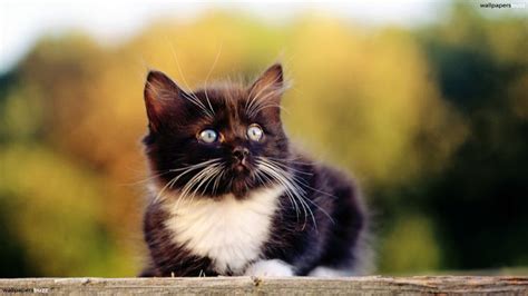 Black Kittens With Blue Eyes And White Paws Cute Animals Cute