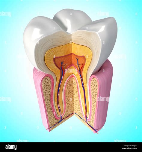 Anatomy Of Human Teeth Cross Section Stock Photo Alamy