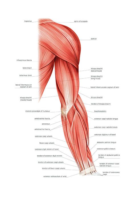 Human Anat Muscles Of The Upper Limb Muscles Of The Arm Sexiz Pix