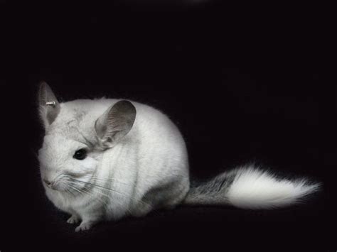 Chinchilla Wallpapers Wallpaper Cave