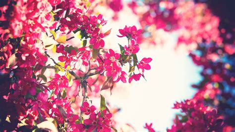วอลเปเปอร์ 1920x1080 Px Bokeh กรอง ดอกไม้สีชมพู ท้องฟ้า ต้นไม้