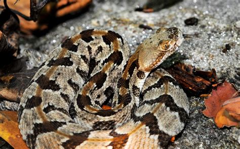 Teaching People To Hate Snakes Is A Disaster For Ecology