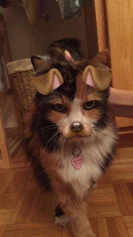 22 Cats That Have Mastered The Snapchat Filter Game I Can Has