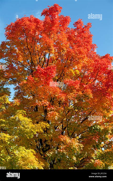 Canadian Fall Foliage Stock Photo Alamy