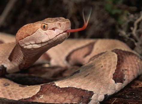 Beware Of Katys Top 5 Scariest Snakes