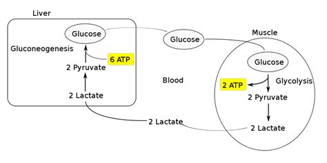 Gluconeogenesis Definition Pathway Diagram And Functions