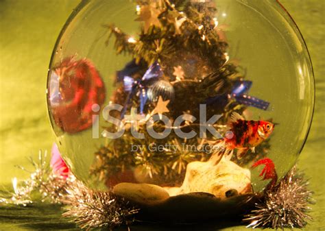 Christmas In Aquarium Stock Photo Royalty Free Freeimages