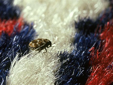 Does Carpet Beetles Bite Humans Review Home Decor