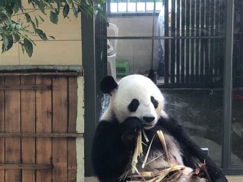 Giant Panda Long Fei Giant Panda Long Tengs Twin At Fuzhou Panda