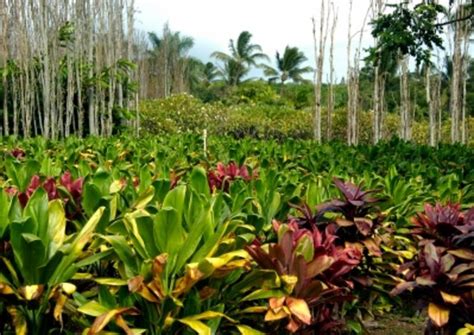 The 5 Best Maui Tropical Plantation Tours And Tickets 2021 Viator