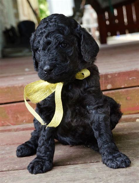 Get a boxer, husky we currently have some standard poodle puppies for sale. Poodles - Smart Active and Proud | Poodle puppy, Poodle ...