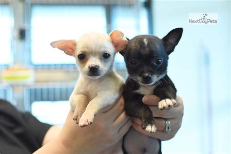 Cheeka Chihuahua Puppy For Sale Near Hattiesburg Mississippi